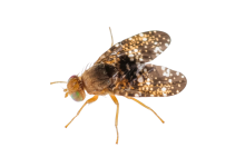 Have UCSB Researchers Come Up with a Solution to the Cape Ivy Invasion?