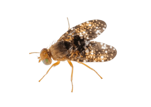 Have UCSB Researchers Come Up with a Solution to the Cape Ivy Invasion?