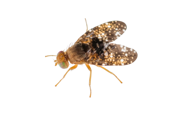 Have UCSB Researchers Come Up with a Solution to the Cape Ivy Invasion?