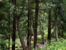 Summer Solstice Yoga in the Redwoods