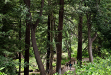 Summer Solstice Yoga in the Redwoods