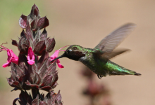 Garden-Worthy Grasses for the Garden with Carol Bornstein