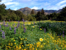 Firescaping for Landscape Designers and Architects