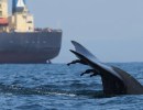 Global Workshop Focuses on Protecting Whales from Ship Strikes
