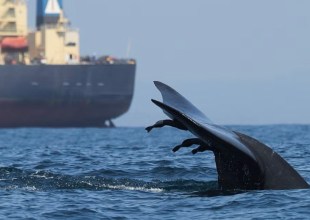 Global Workshop Focuses on Protecting Whales from Ship Strikes