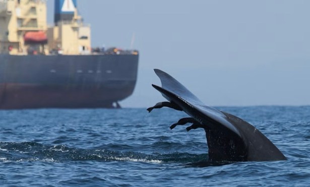 Global Workshop Focuses on Protecting Whales from Ship Strikes