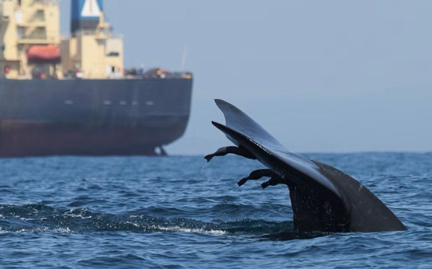 Global Workshop Focuses on Protecting Whales from Ship Strikes