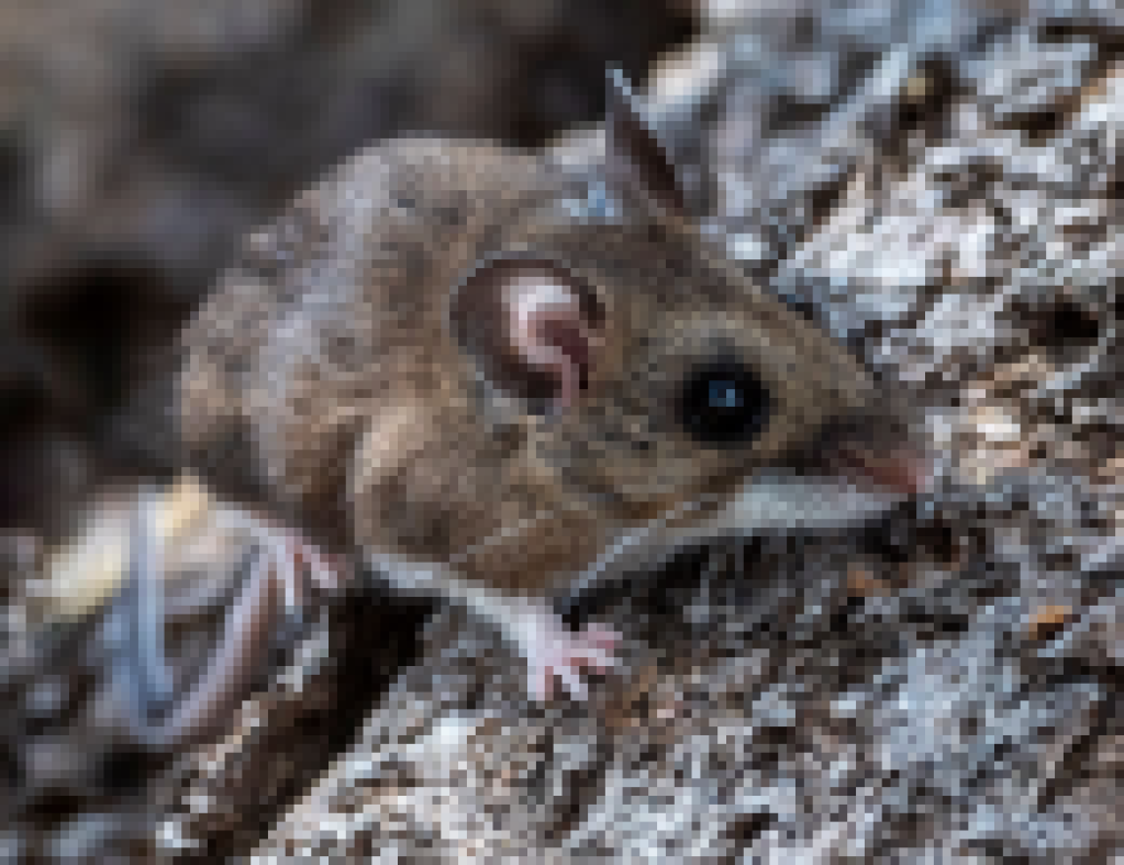CDPH Aware of California Passengers Exposed to Andes Hantavirus Outbreak on International Cruise Ship