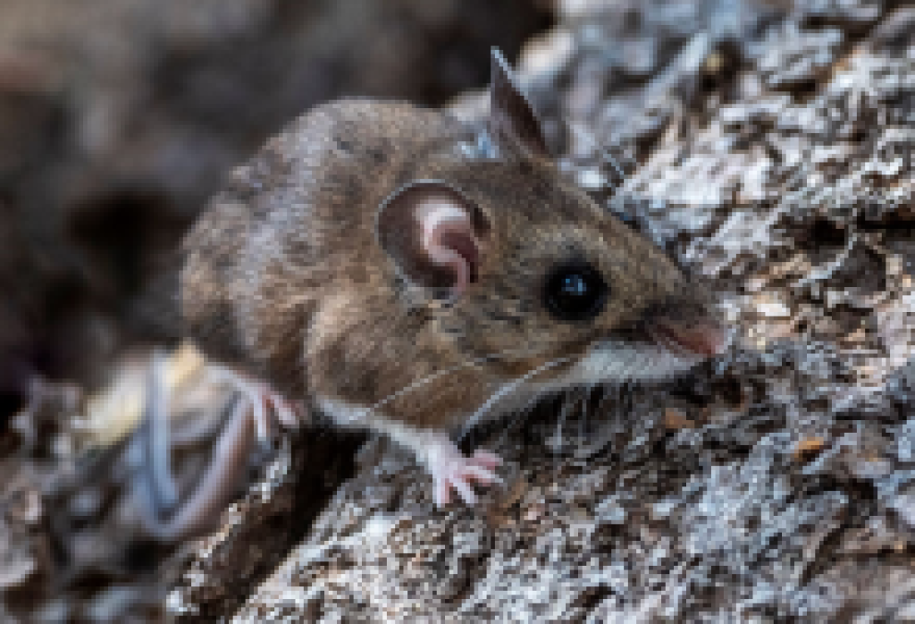 CDPH Aware of California Passengers Exposed to Andes Hantavirus Outbreak on International Cruise Ship