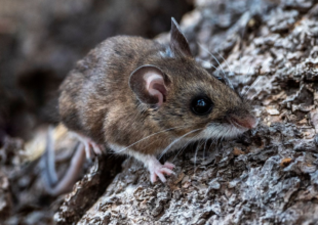 CDPH Aware of California Passengers Exposed to Andes Hantavirus Outbreak on International Cruise Ship