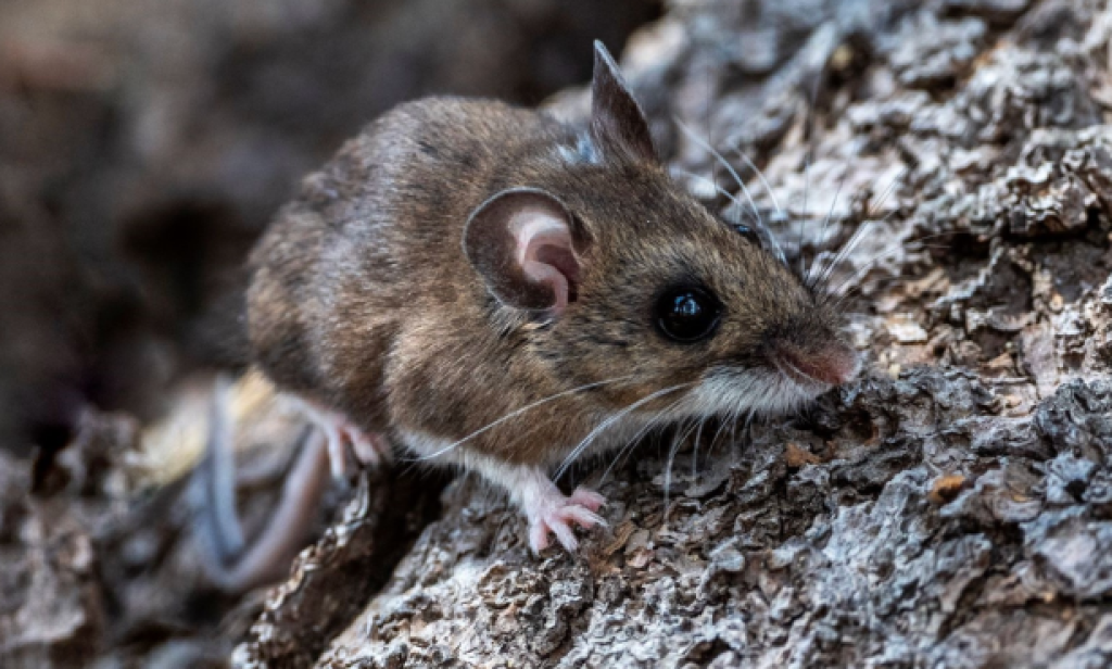 CDPH Aware of California Passengers Exposed to Andes Hantavirus Outbreak on International Cruise Ship