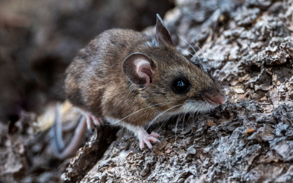 CDPH Aware of California Passengers Exposed to Andes Hantavirus Outbreak on International Cruise Ship