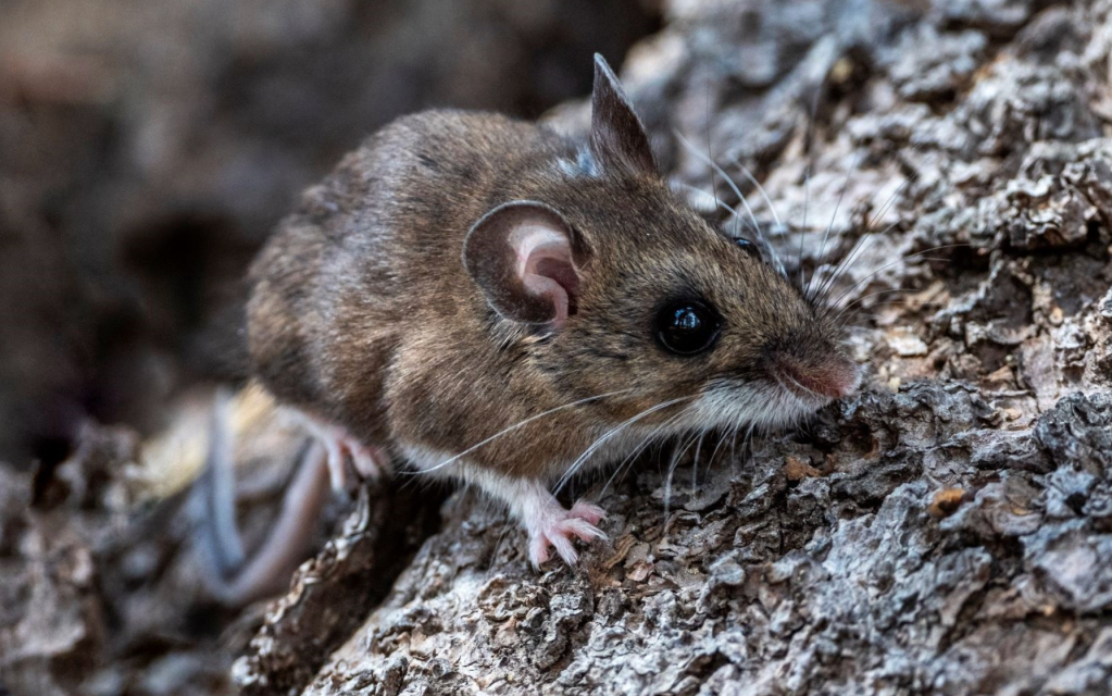 CDPH Aware of California Passengers Exposed to Andes Hantavirus Outbreak on International Cruise Ship
