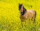 Spirit of the Horse