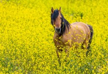Spirit of the Horse