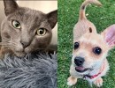 Mr. Louie and Sammi