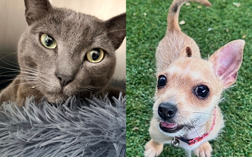 Mr. Louie and Sammi
