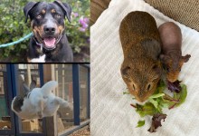 Fergie, Clem and Spud, and Bubba