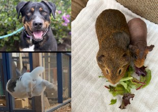Fergie, Clem and Spud, and Bubba