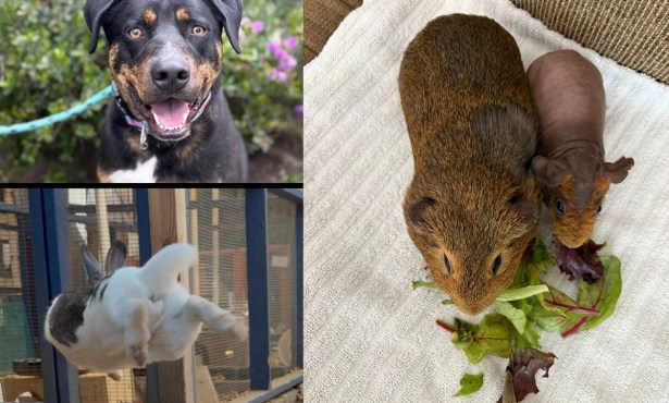 Fergie, Clem and Spud, and Bubba