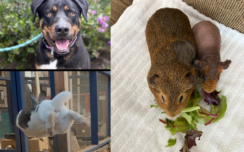 Fergie, Clem and Spud, and Bubba
