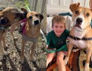 Brownie and Pilot