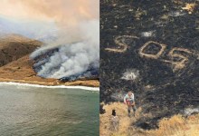 Santa Rosa Island Fire Burns Through Rare Torrey Pine Grove