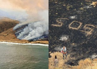 Santa Rosa Island Fire Burns Through Rare Torrey Pine Grove