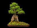 Annual Bonsai Show & Sale
