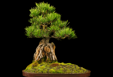 Annual Bonsai Show & Sale