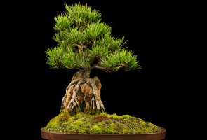 Annual Bonsai Show & Sale