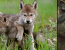 Presentation: Living with Wolves – “The Hidden Life of Wolves”