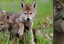 Presentation: Living with Wolves – “The Hidden Life of Wolves”