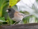 A Nestful of Hope