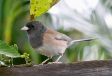 A Nestful of Hope