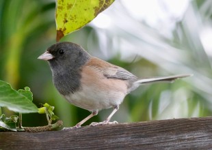 A Nestful of Hope