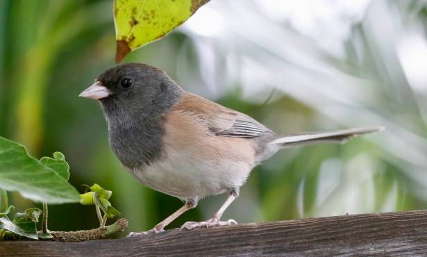 A Nestful of Hope