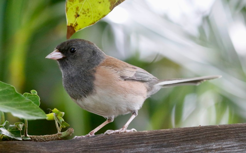 A Nestful of Hope