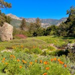 The Home Page | Spring Cleaning, Botanic Birthday & Homes Galore