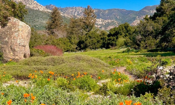 The Home Page | Spring Cleaning, Botanic Birthday & Homes Galore