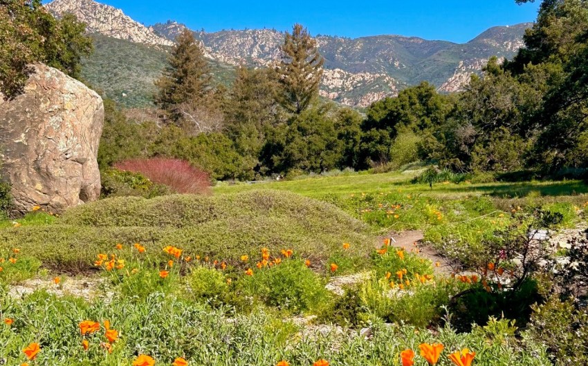 The Home Page | Spring Cleaning, Botanic Birthday & Homes Galore