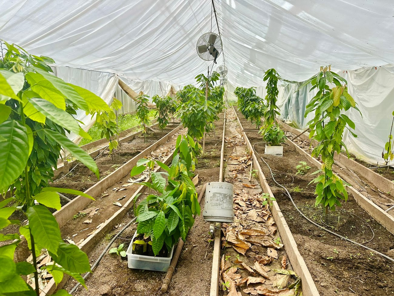 independent.com - Matt Kettmann - Full Belly Files: Santa Barbara's Chocolate Farm Is Working