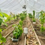 Full Belly Files: Santa Barbara’s Chocolate Farm Is Working