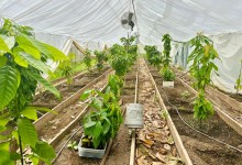 Full Belly Files: Santa Barbara’s Chocolate Farm Is Working