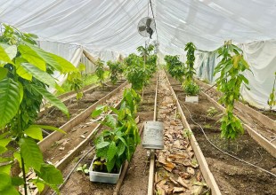 Full Belly Files: Santa Barbara’s Chocolate Farm Is Working