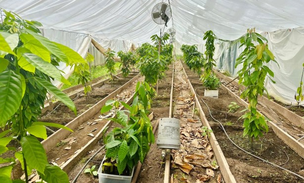 Full Belly Files: Santa Barbara’s Chocolate Farm Is Working