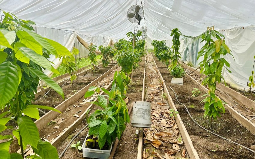 Full Belly Files: Santa Barbara’s Chocolate Farm Is Working