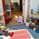 The Home Page | Magic at the Mission and More