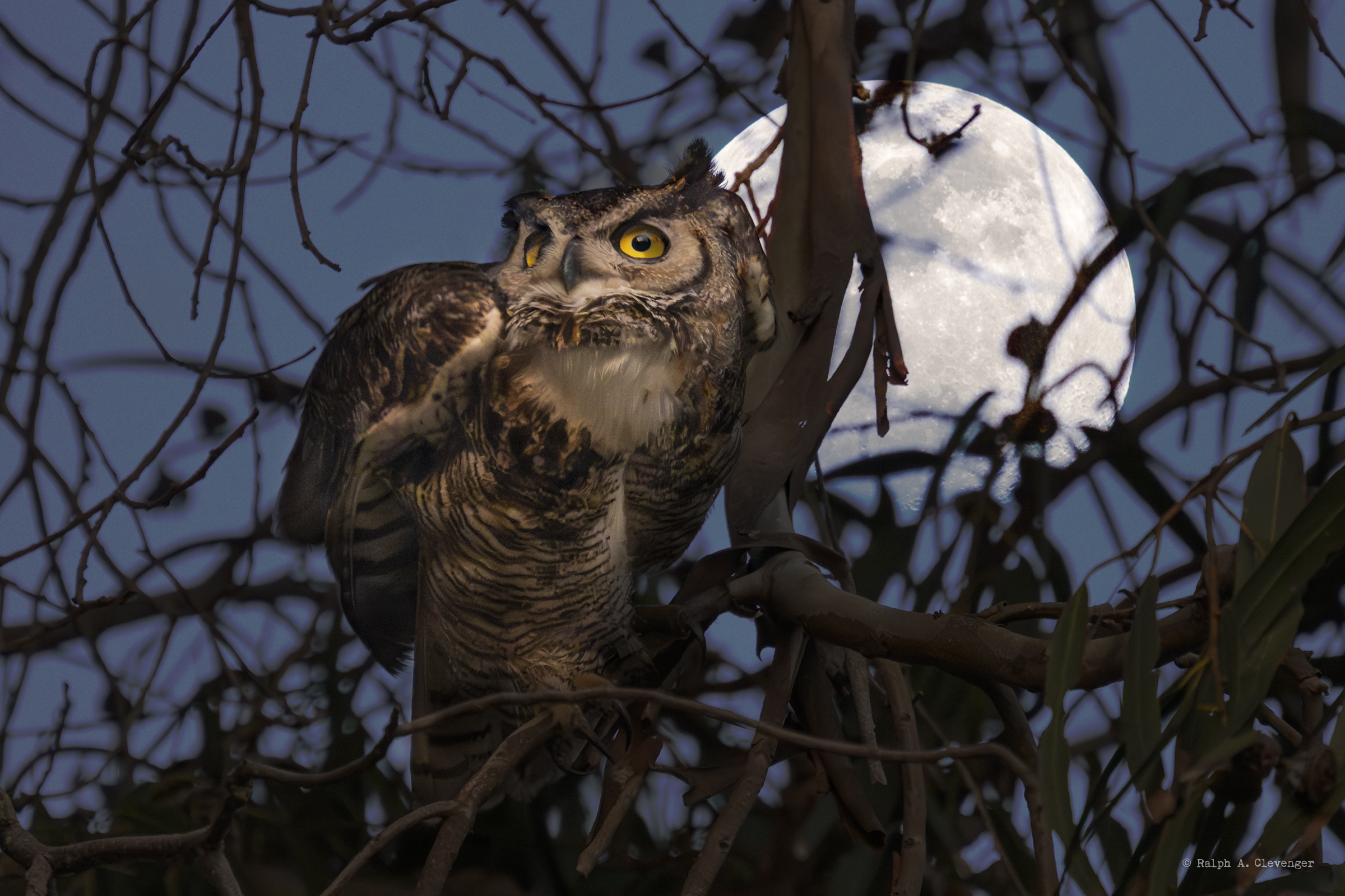 The Owls of the Mesa