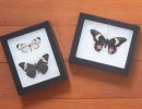 Butterfly Pinning with a Curator